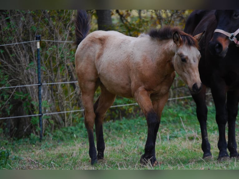 American Quarter Horse Ogier 1 Rok Jelenia in Illerkirchberg