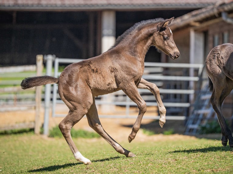 American Quarter Horse Ogier 1 Rok Kara in Herzberg am Harz