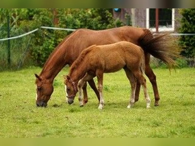 American Quarter Horse Ogier 1 Rok Kasztanowata in Hoogeloon