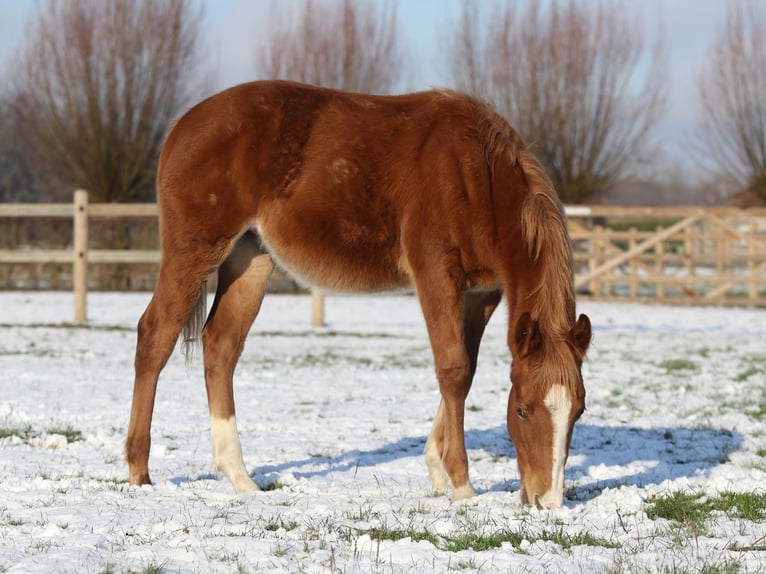 American Quarter Horse Ogier 1 Rok Kasztanowata in Nieuwrode