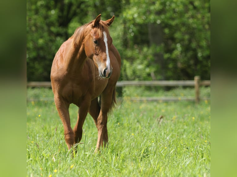 American Quarter Horse Ogier 1 Rok Kasztanowata in Nieuwrode
