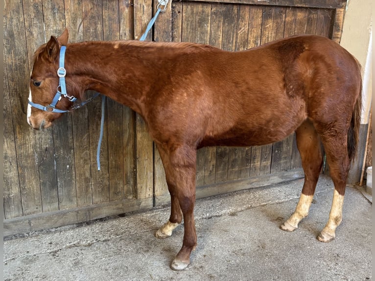 American Quarter Horse Ogier 1 Rok Kasztanowata in Oberndorf b. Schwanenstadt