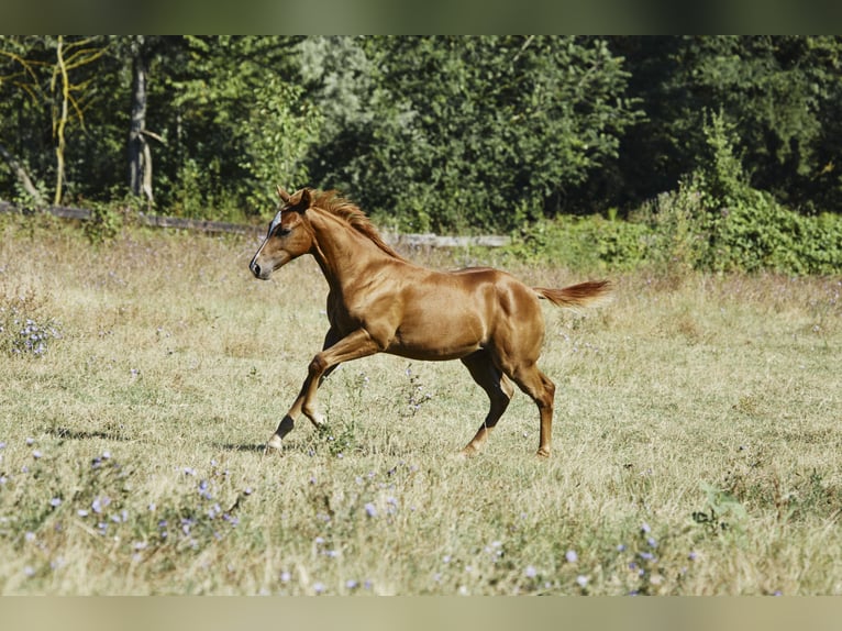 American Quarter Horse Ogier 1 Rok Kasztanowata in München