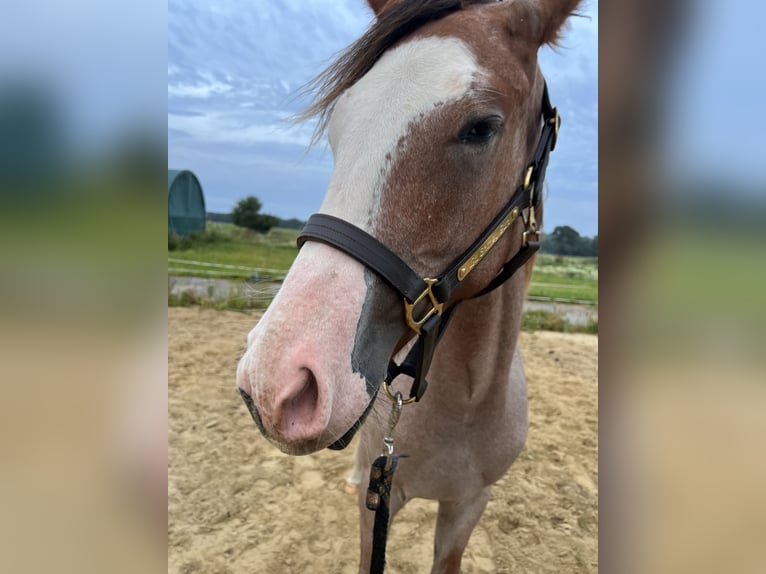 American Quarter Horse Ogier 1 Rok Overo wszelkich maści in Gelbensande
