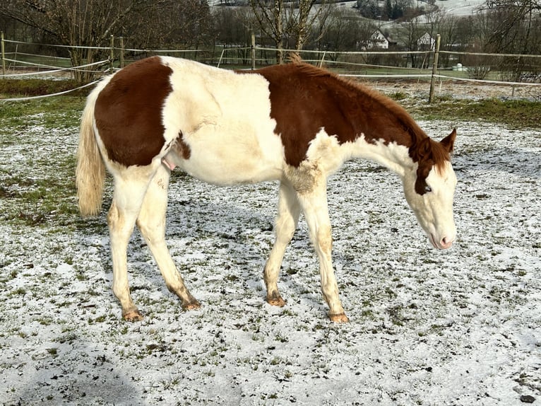 American Quarter Horse Ogier 1 Rok Srokata in Deggenhausertal