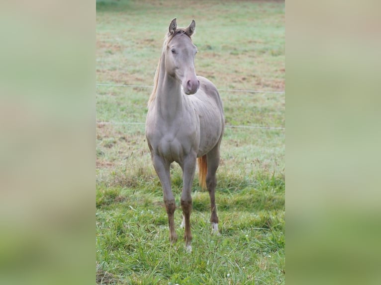 American Quarter Horse Ogier 1 Rok Szampańska in Weinähr