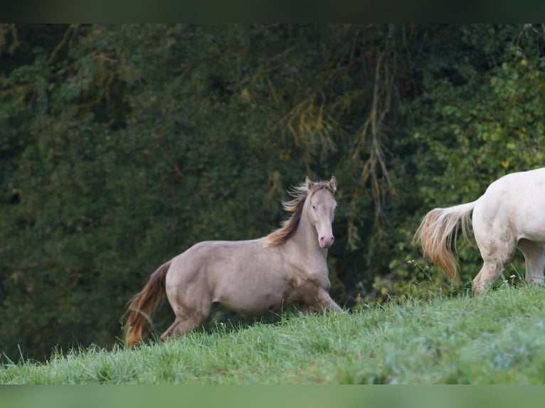 American Quarter Horse Ogier 1 Rok Szampańska in Weinähr