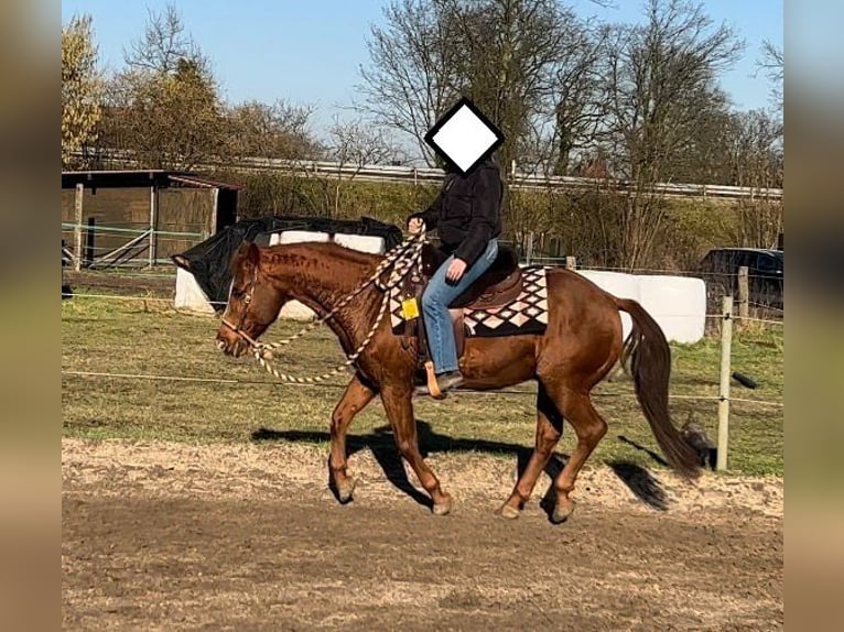 American Quarter Horse Ogier 20 lat 149 cm Kasztanowata in Haltern am See