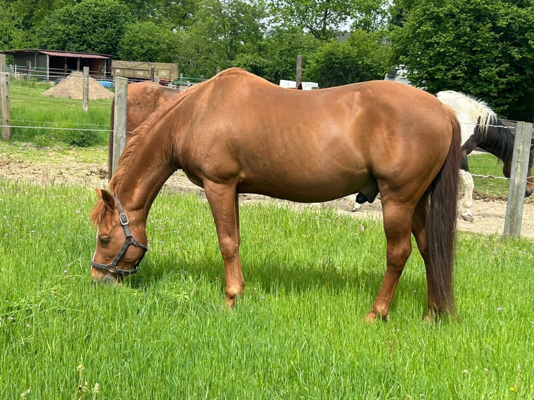 American Quarter Horse Ogier 20 lat 149 cm Kasztanowata in Haltern am See