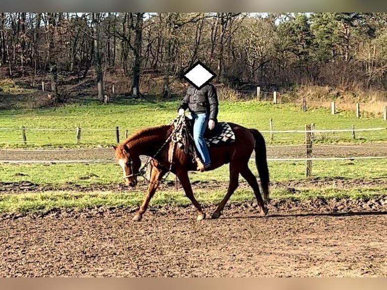 American Quarter Horse Ogier 20 lat 149 cm Kasztanowata in Haltern am See
