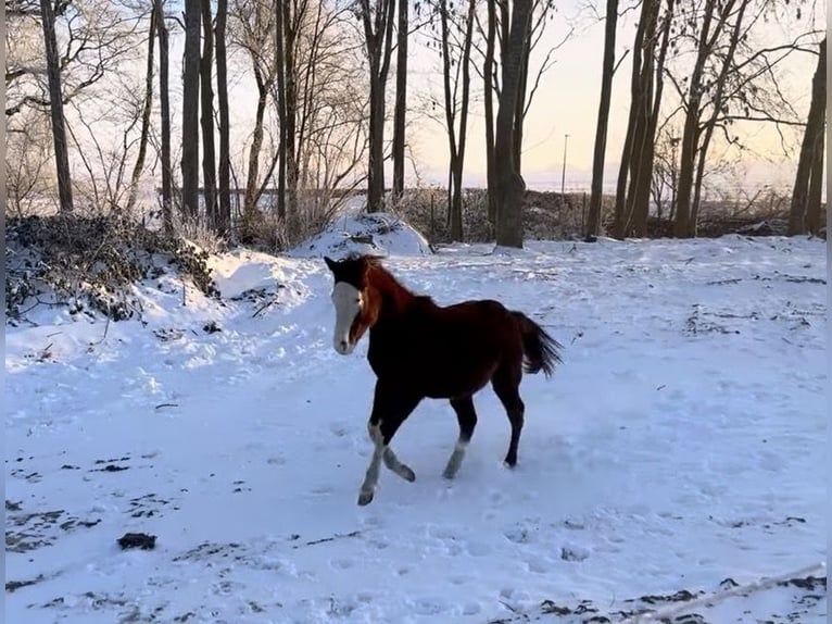 American Quarter Horse Ogier 2 lat 120 cm Gniada in Nieuw Beerta