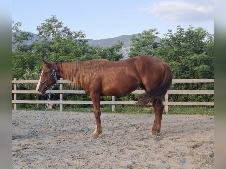 American Quarter Horse Ogier 2 lat 140 cm Cisawa in Goriška