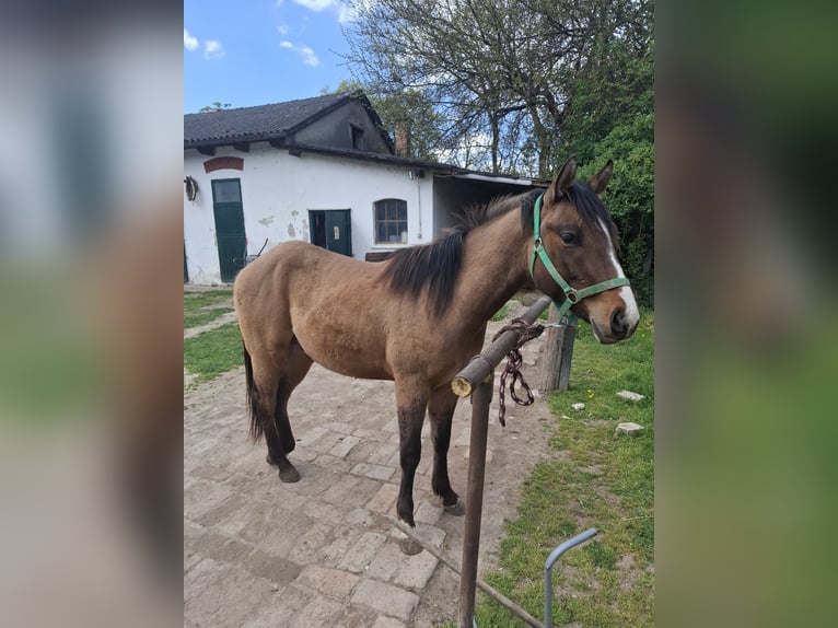 American Quarter Horse Ogier 2 lat 140 cm Dunalino in Wien, Donaustadt