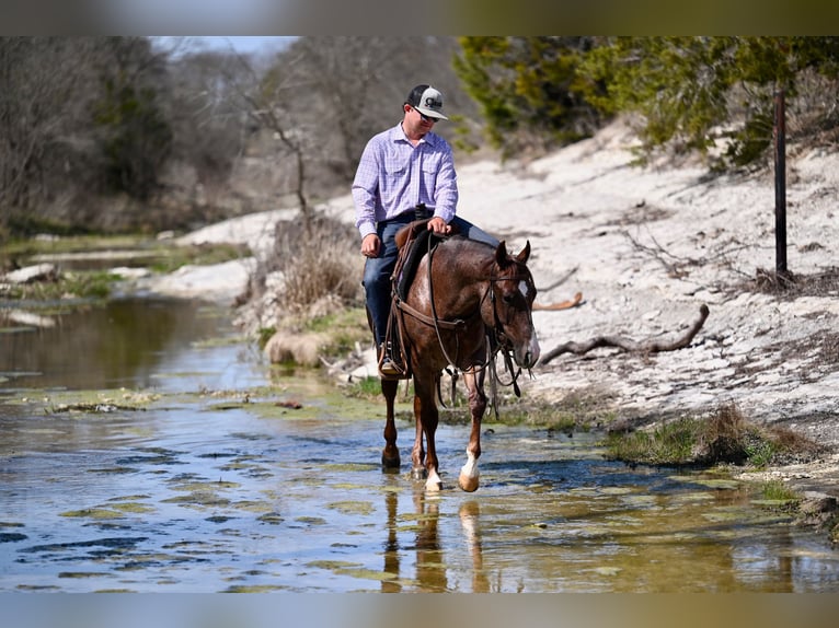 American Quarter Horse Ogier 2 lat 142 cm Kasztanowatodereszowata in Waco