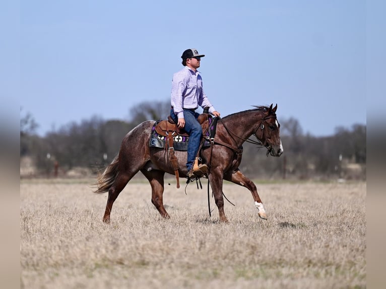 American Quarter Horse Ogier 2 lat 142 cm Kasztanowatodereszowata in Waco