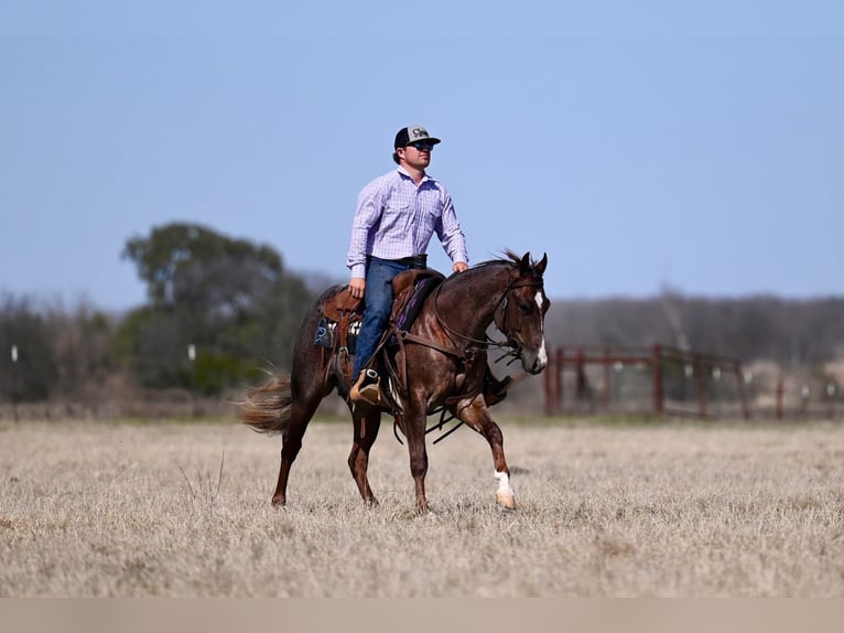 American Quarter Horse Ogier 2 lat 142 cm Kasztanowatodereszowata in Waco