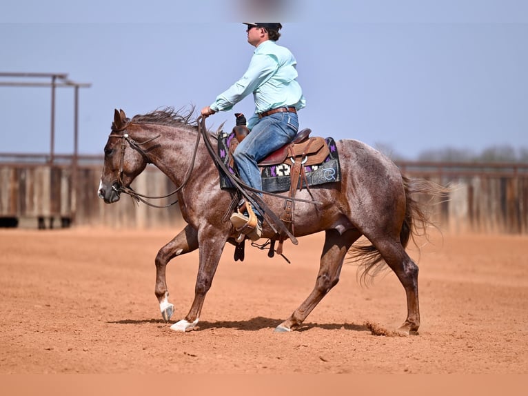 American Quarter Horse Ogier 2 lat 142 cm Kasztanowatodereszowata in Waco