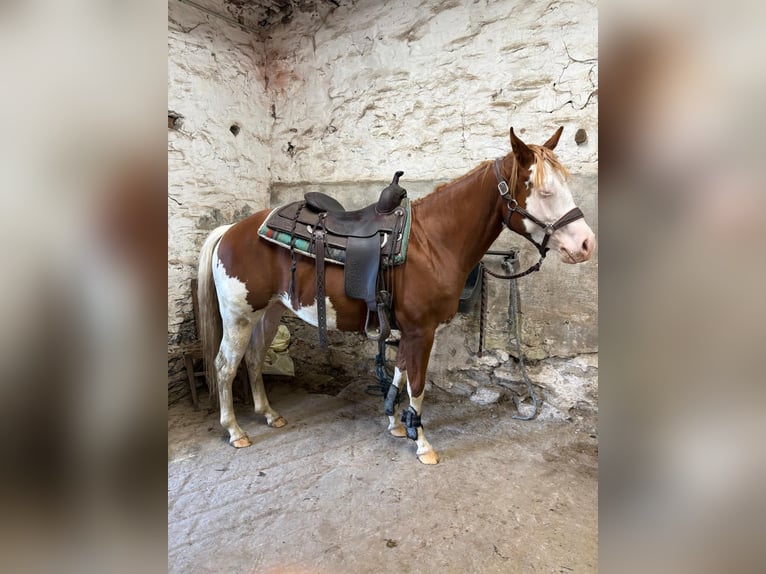 American Quarter Horse Ogier 2 lat 145 cm Ciemnokasztanowata in Froyennes