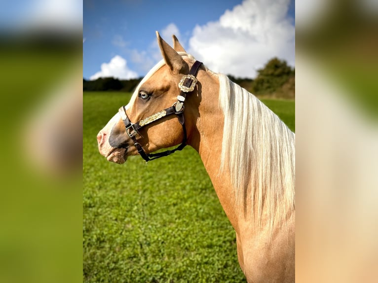 American Quarter Horse Ogier 2 lat 145 cm Izabelowata in Liebenau
