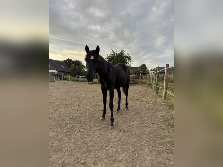 American Quarter Horse Ogier 2 lat 145 cm Kara in Brunn