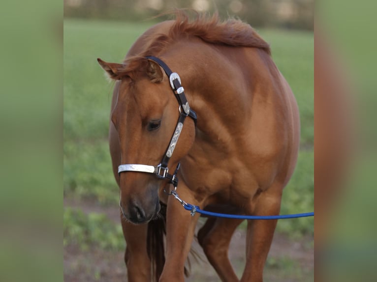 American Quarter Horse Ogier 2 lat 146 cm Bułana in Nienhagen