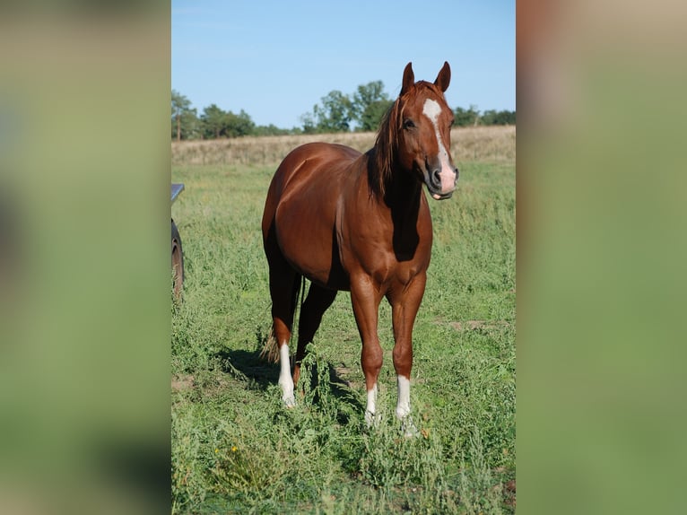 American Quarter Horse Ogier 2 lat 146 cm Kasztanowata in Ludwigslust