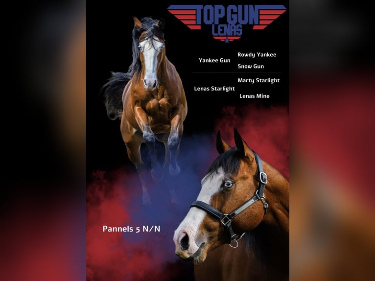 American Quarter Horse Ogier 2 lat 147 cm Izabelowata in Capdrot