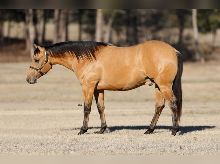 American Quarter Horse Ogier 2 lat 147 cm Jelenia in Whitesboro