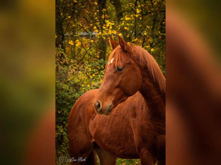 American Quarter Horse Ogier 2 lat 148 cm Ciemnokasztanowata in Illingen