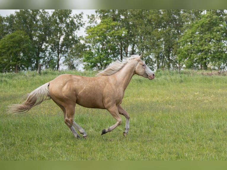 American Quarter Horse Ogier 2 lat 148 cm Izabelowata in Neukalen