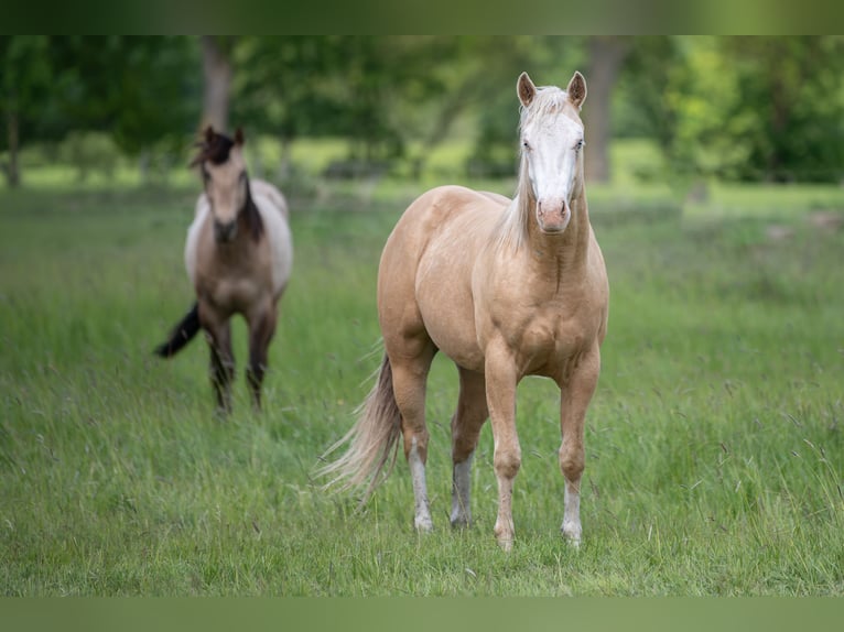 American Quarter Horse Ogier 2 lat 148 cm Izabelowata in Neukalen