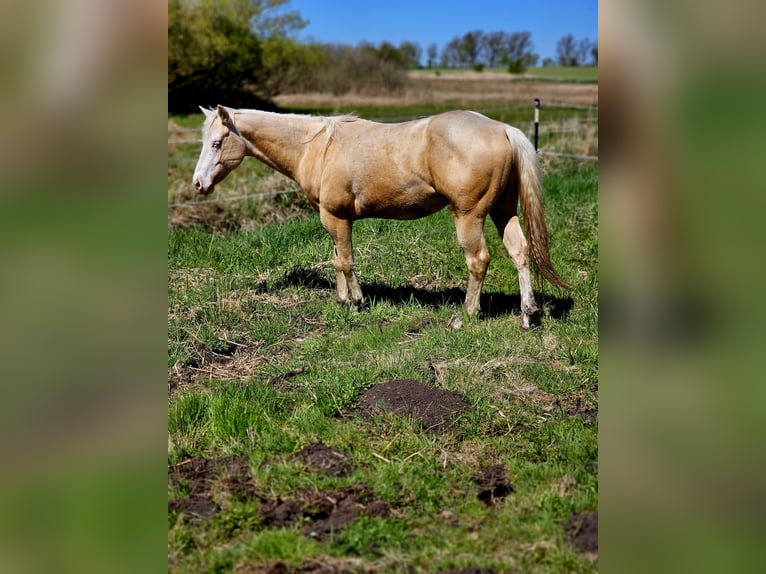 American Quarter Horse Ogier 2 lat 148 cm Izabelowata in Neukalen