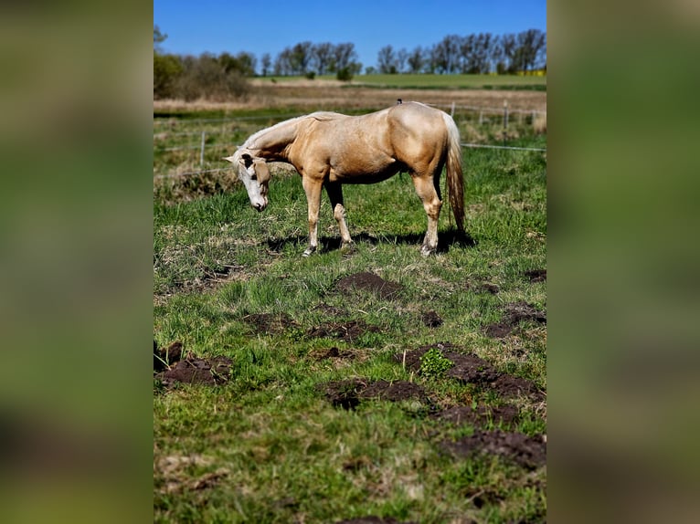 American Quarter Horse Ogier 2 lat 148 cm Izabelowata in Neukalen
