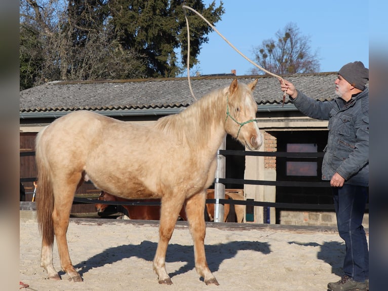 American Quarter Horse Ogier 2 lat 148 cm Izabelowata in Müglitztal