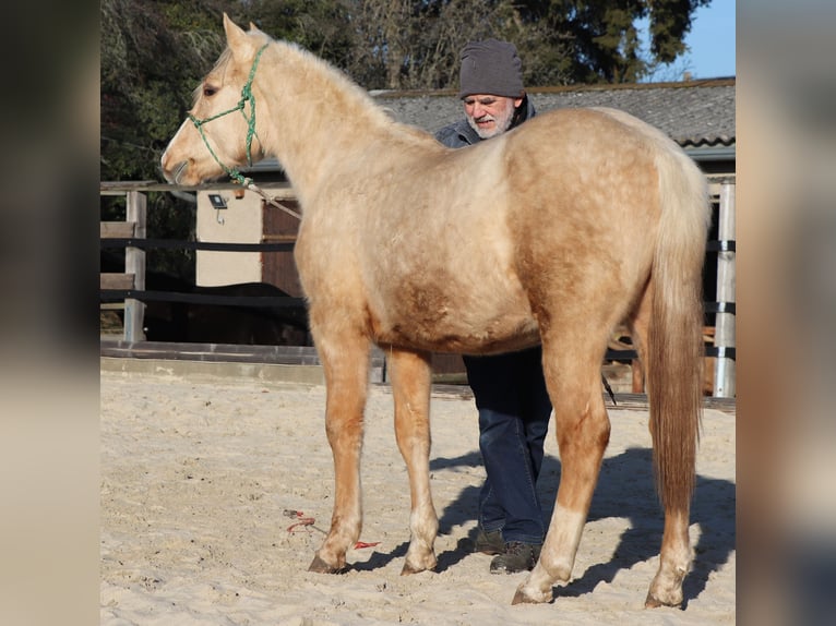 American Quarter Horse Ogier 2 lat 148 cm Izabelowata in Müglitztal