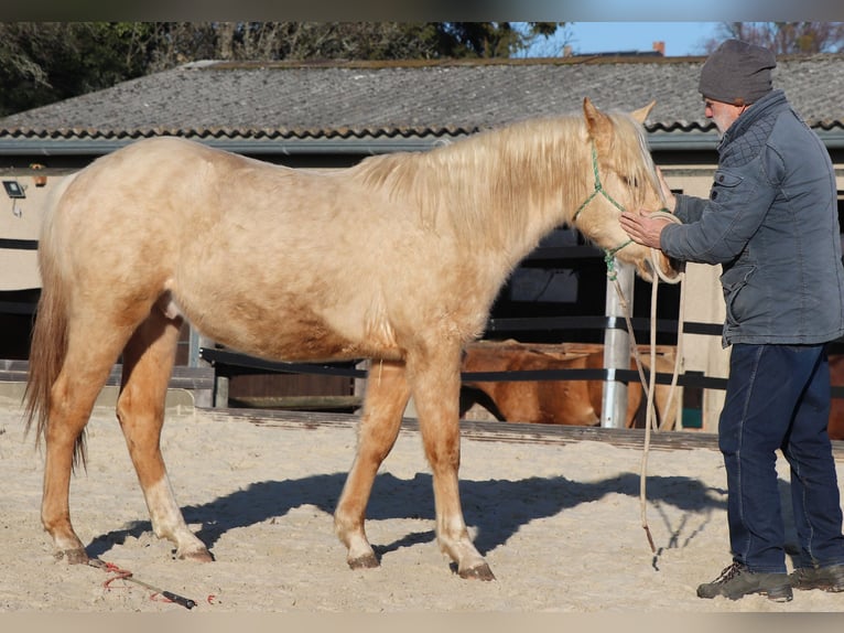 American Quarter Horse Ogier 2 lat 148 cm Izabelowata in Müglitztal