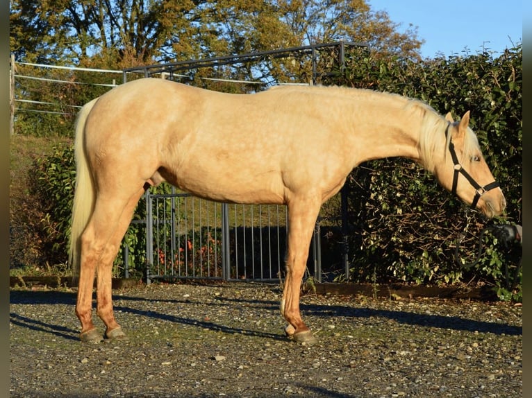 American Quarter Horse Ogier 2 lat 148 cm Izabelowata in Freystadt