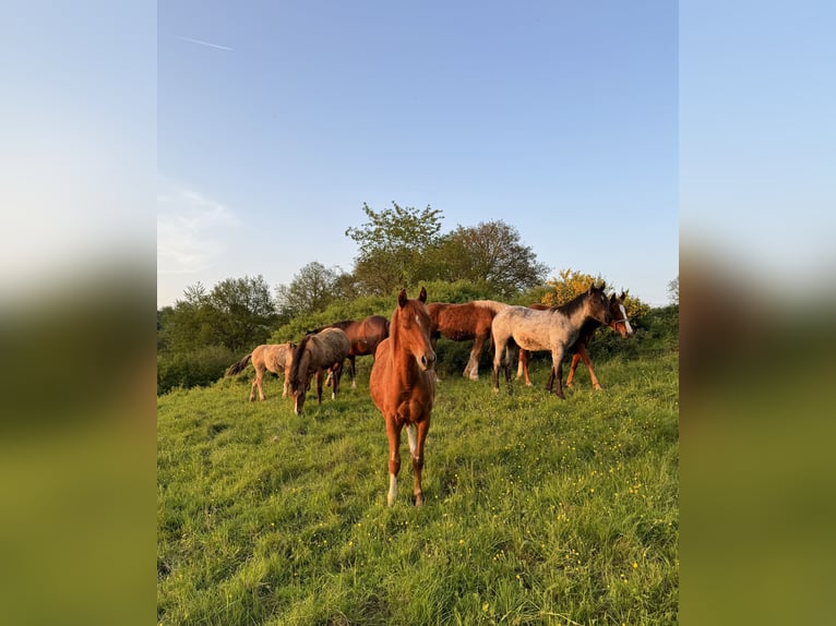 American Quarter Horse Ogier 2 lat 148 cm Kasztanowata in Daleiden