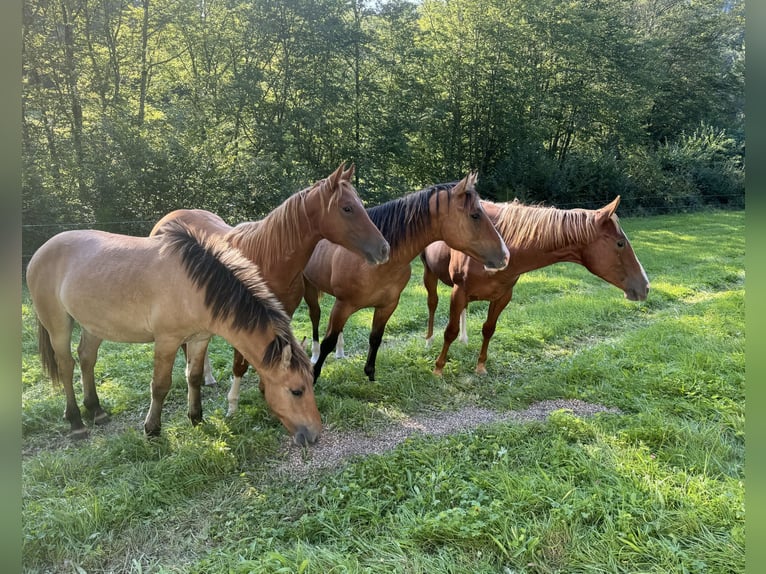 American Quarter Horse Ogier 2 lat 148 cm Kasztanowata in Daleiden