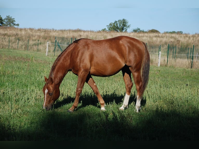 American Quarter Horse Ogier 2 lat 148 cm Kasztanowata in Ludwigslust