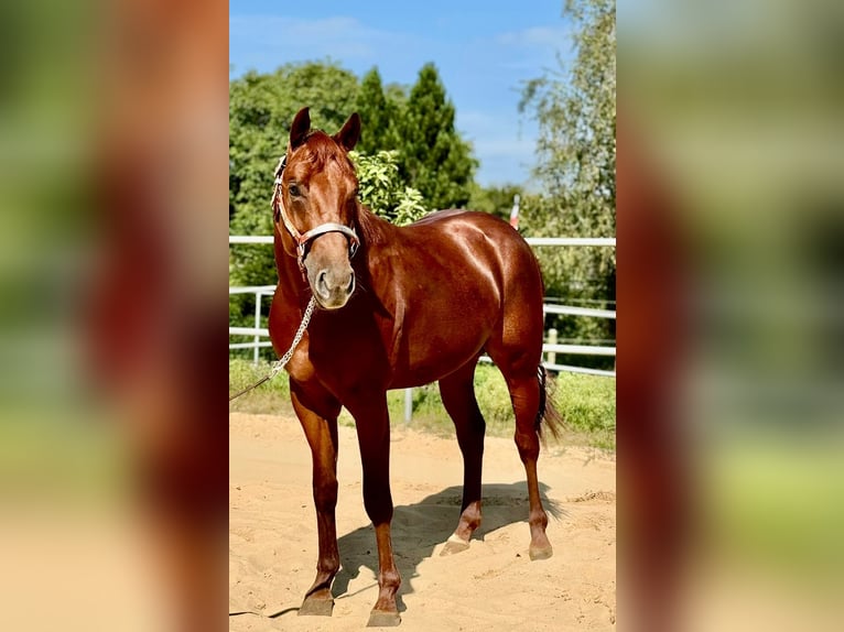 American Quarter Horse Ogier 2 lat 148 cm Kasztanowata in Rendsburg