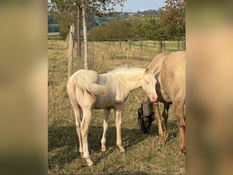 American Quarter Horse Ogier 2 lat 148 cm Perlino in Voerendaal