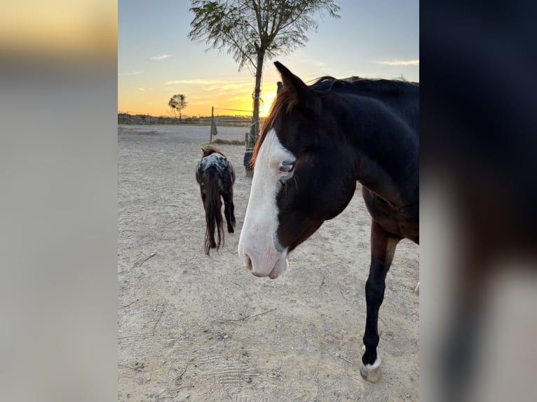 American Quarter Horse Ogier 2 lat 148 cm Skarogniada in Palma