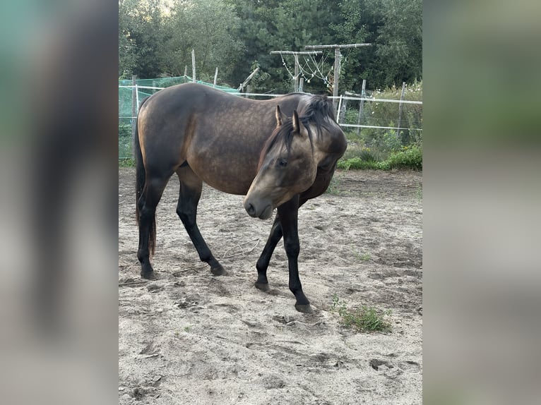 American Quarter Horse Ogier 2 lat 149 cm Jelenia in Warsaw