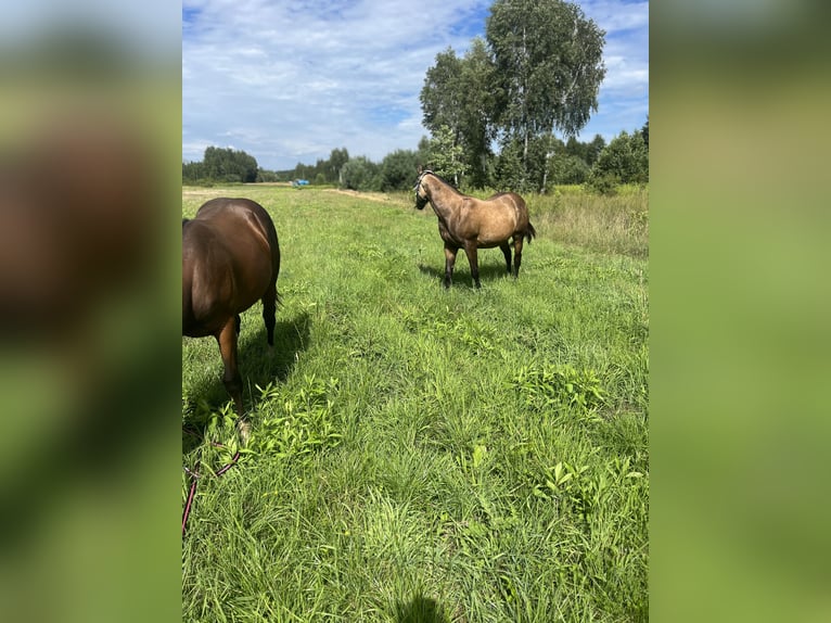 American Quarter Horse Ogier 2 lat 149 cm Jelenia in Warszawa