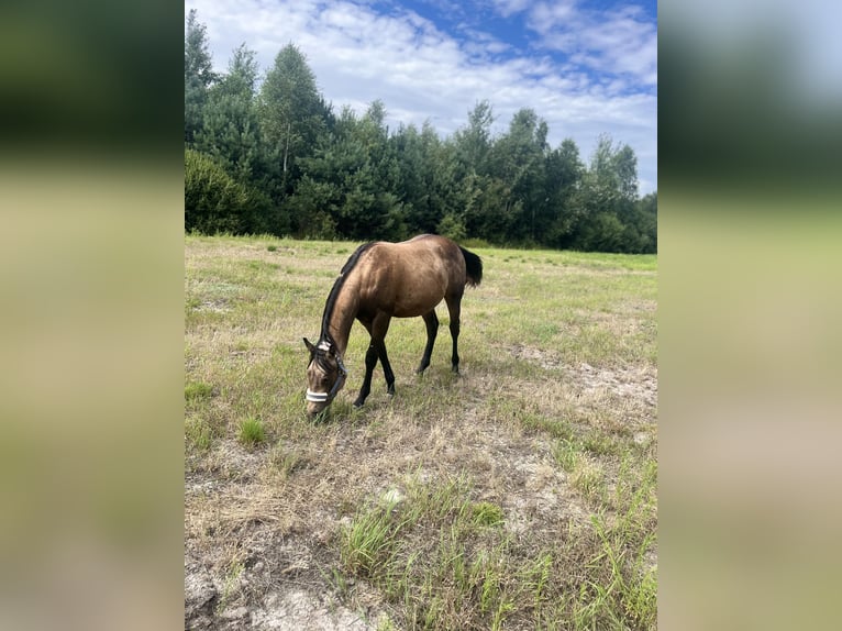 American Quarter Horse Ogier 2 lat 149 cm Jelenia in Warszawa