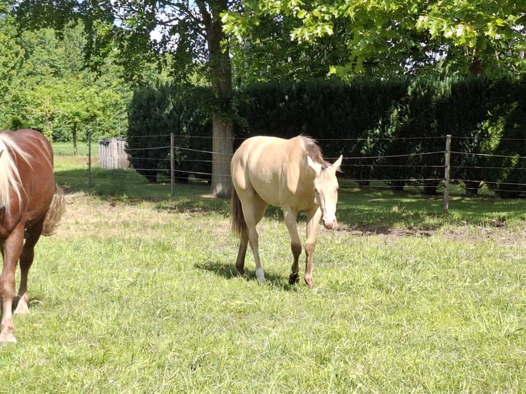American Quarter Horse Mix Ogier 2 lat 149 cm Szampańska in Voltlage