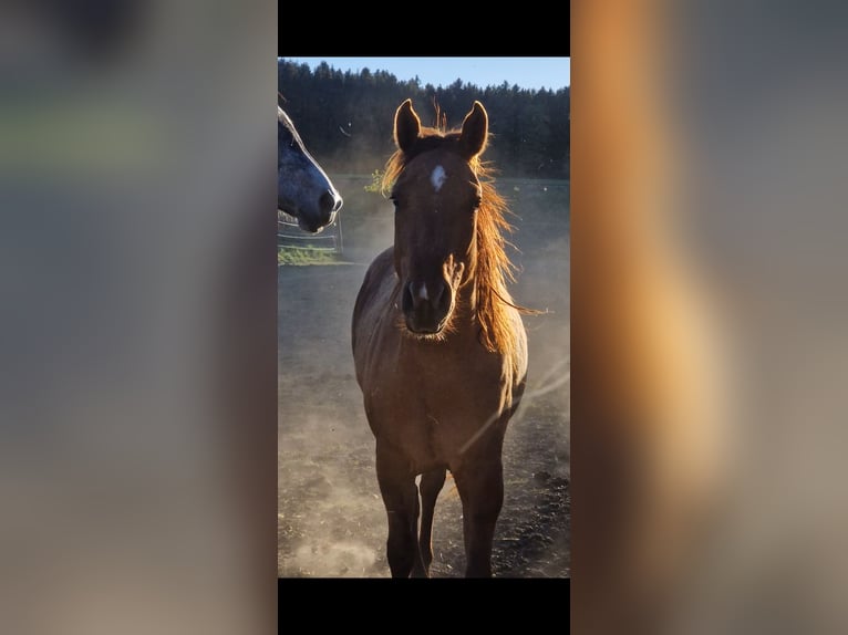 American Quarter Horse Ogier 2 lat 150 cm Bułana in Villingen-Schwenningen