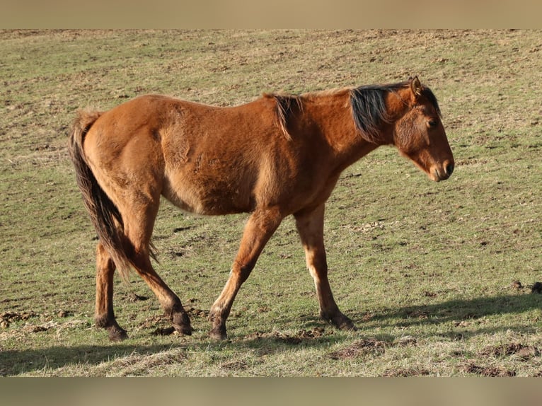 American Quarter Horse Ogier 2 lat 150 cm Bułana in Morschen