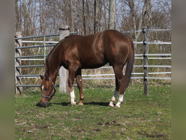 American Quarter Horse Ogier 2 lat 150 cm Ciemnokasztanowata in Pöttsching